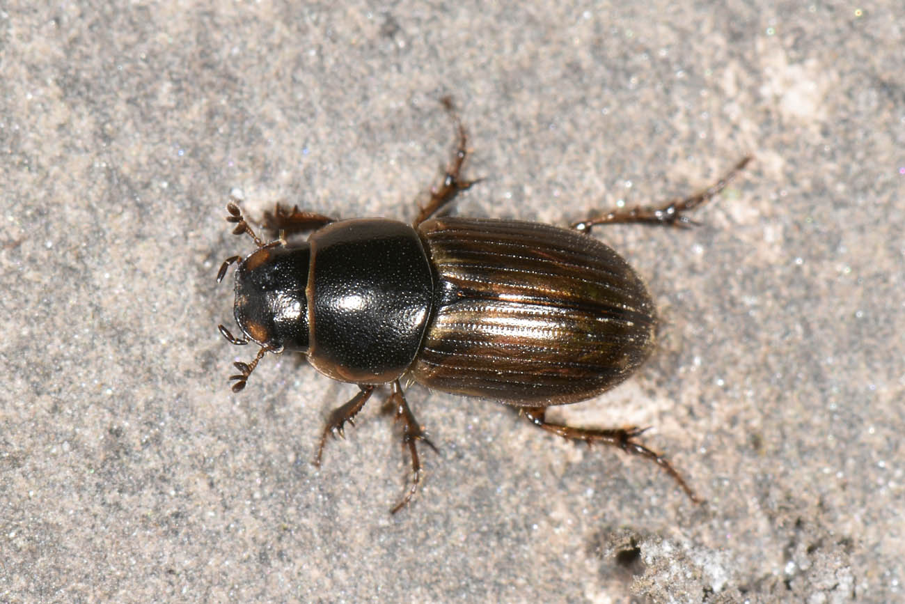 Aphodiidae: Melinopterus consputus?  S.